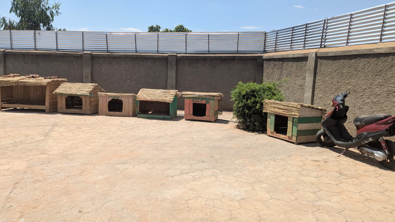 Chien prêt pour l'adoption