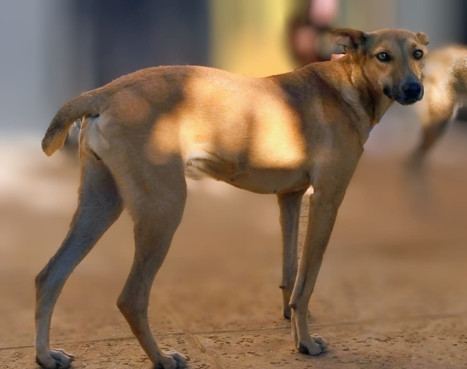Chiens heureux et protégés au Petit Refuge Aure Madagascar