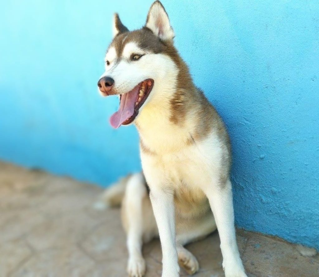dog3